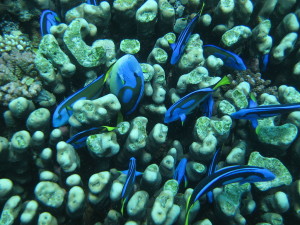 1024px-Bluefish2