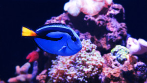 P. hepatus in a marine aquarium. Photo credit to Stéphane Duquesne (https://www.flickr.com/photos/2436ca/12288341155/)