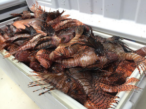 Lionfish collected by Florida Fish and Wildlife. Photo credit to Florida Fish and Wildlife (https://www.flickr.com/photos/myfwcmedia/17256956091/in/photostream/)