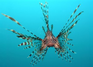 An adult lionfish (Pterois volitans). Public Domain, WikiMedia [https://goo.gl/FM8tTw]