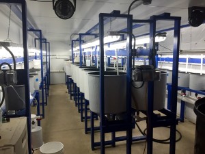 TAL Larval Rearing Room