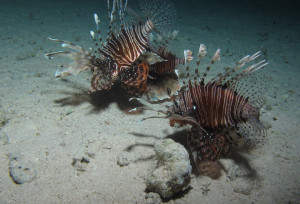A trio Miles firefish (P. miles) hunting at night in Red Sea, Egypt. Notice how the pectoral fins are spread to corral the prey, and the inclined position of the (upper left) individual ready to strike. The small prey fish can be seen right under the shadow of the upper left lionfish. Image © Derek Keats. https://www.flickr.com/photos/dkeats/6406268933/in/photostream/