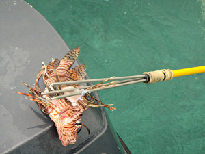 Speared Lionfish. Credit to CameliaTWU (https://www.flickr.com/photos/cameliatwu/8575333503) 