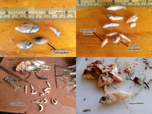Various images of the gut contents of lionfish. The prey items are often too digested for positive identification. But in these images we can see a freshly eaten bicolor damselfish (upper left), a newly recruited yellowhead jawfish (upper right), silversides (bottom left), and a squirrelfish (bottom right). Images © Byron G. Boekhoudt, M.Sc., Officer in charge of Fisheries at the Department of Agriculture, Husbandry and Fisheries, Aruba. Image modified with permission. 