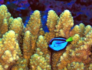 A wild juvenile palette surgeonfish (Paracanthurus hepatus). Notice the more oval shape compared to the elongated adult, and narrow black “figure 6”. Public Domain, WikiMedia [https://goo.gl/H9eb8n]