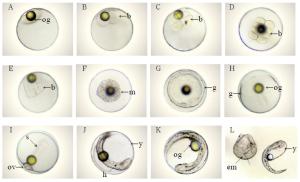 Embryonic Development of P. hepatus, Yuan-Shing Ho et. al, Eastern Marine Biology Research Center, Fisheries Research Institute, Taiwan. A, Fertilized eggs ; B, 2-cell stage ; C, 4-cell stage ; D, 8-cell stage ; E, 16-cell stage ; F, Morula Stage (m) ; G, Blastula stage (g) ; H ⅔ of yolk was covered with blastodisc ; I, Optic vesicles appeared (ov) 7 somites (s) ; J, Optic lens (ol) and tail formed, tail freed from yolk sac ; K, ⅘ of yolk was surrounded with embryo ; L, Newly-hatched larvae ; b=blastomeres; bp= body pigment; em= egg membrane; h= heart; og= oil globule; tb= tail bud; y= yolk