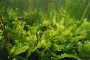 The algae Caulerpa taxifolia. Public Domain, WikiMedia (https://goo.gl/8Gbkro) 