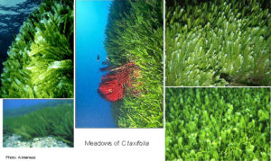Meadows of C. taxifolia by A. Meinesz. http://biophysics.sbg.ac.at/ct/caulerpa.htm
