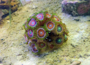 A colony of "dragon eye" coral, Zoanthus sp. Public Domain, WikiMedia